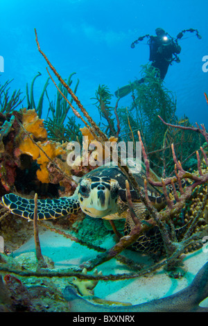 Tartaruga embricata in Coral reef Bonaire Antille Olandesi marine park Foto Stock