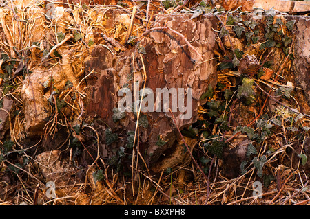 Frost coperto di edera su un ceppo di albero in inverno Foto Stock