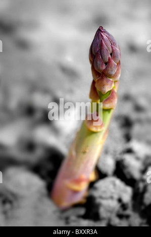 Asparagi freschi spears che cresce in un campo Foto Stock