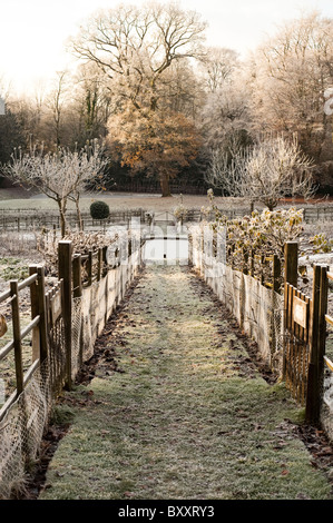 Espaliered alberi da frutto a Painswick Giardino rococò dopo un pesante frost, Gloucestershire, England, Regno Unito Foto Stock