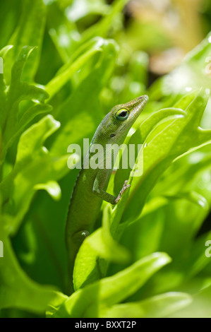 Verde lucertola anole sulla lamina in Kauai Hawaii Foto Stock