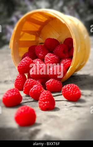 Fresche lamponi raccolti in cesti di frutta su un tavolo da giardino in giardino Foto Stock