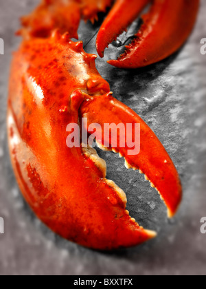 Freschi cotti interi lobster artigli Foto Stock