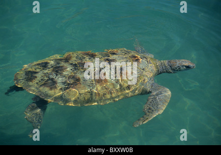 Tartaruga Verde (Chelonia Mydas), Turtle Conservation Centre Kelonia, di Saint Leu, la Reunion Island (Francia), l'Oceano Indiano Foto Stock