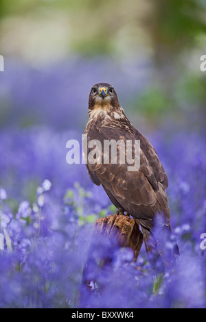 Comune Poiana (Buteo buteo ) sul moncone in bluebells Foto Stock