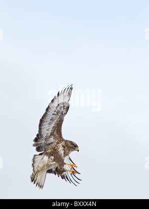 Comune Poiana (Buteo buteo ) in volo lo sbarco Foto Stock