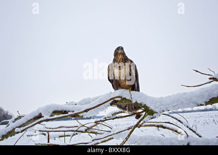 Comune Poiana (Buteo buteo ) sul ramo innevato Foto Stock