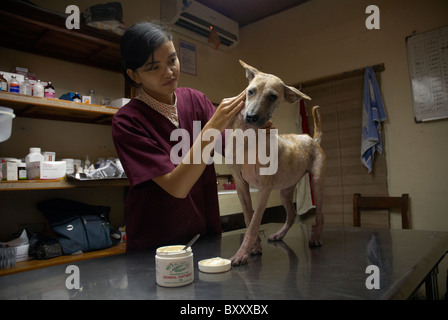 Vet a Bali il trattamento di un cane di strada Foto Stock