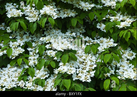 White lacecap ortensie in un giardino nella contea di Cork, Irlanda Foto Stock