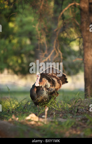 Un North American Wild Turchia (Meleagris gallopavo) sorge in un fascio di luce del sole. Foto Stock
