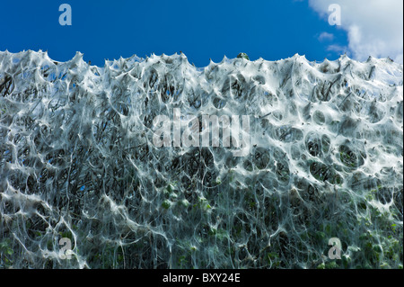 Stadio di larve di falena tenda, Tenda orientale bruchi, fare tenda di seta su host di siepe nella contea di Cork, Irlanda Foto Stock