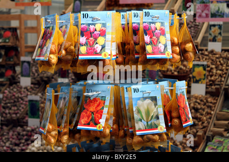 Tulip lampadine per la vendita nel Bloemenmarkt, il mercato dei fiori di Amsterdam, Olanda Foto Stock