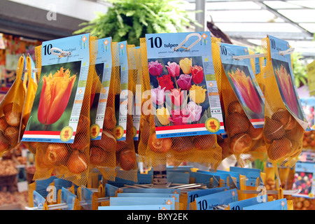 Tulip lampadine per la vendita nel Bloemenmarkt, il mercato dei fiori di Amsterdam, Olanda Foto Stock