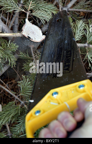 Segare il vecchio albero di Natale per lo smaltimento. Foto Stock