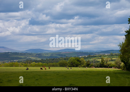 Vista in lontananza le montagne Knockmealdown a Glengoura, County Cork, Irlanda Foto Stock