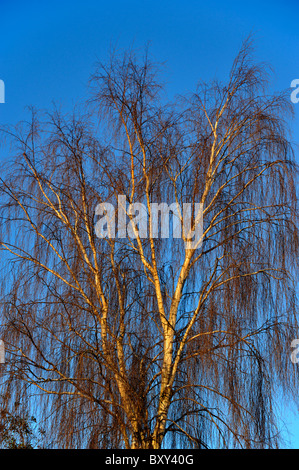 Argento betulla in inverno. Foto Stock