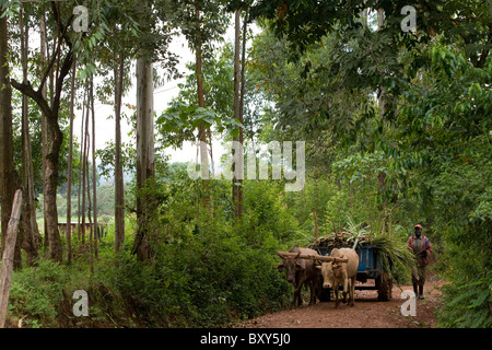Un contadino cammina con un cocchio trainato da buoi - Quartiere Webuye, Kenya. Foto Stock