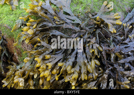 Fucus alga, Fucus vesiculosus. Foto Stock