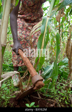 Ruthie Silondi, (40) raccolta nel suo campo di mais - Quartiere Webuye, Kenya occidentale. Foto Stock