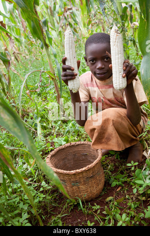 Mili Mlati (9) raccolti nel mais della sua famiglia nel campo Webuye distretto, Kenya occidentale. Foto Stock