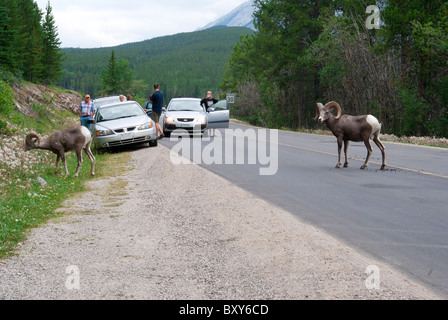 In Canada, il Parco Nazionale di Banff, Lago Minnewanka, le pecore di montagna, Argali, Ovis ammon, il blocco del traffico, veicoli fermi sulla strada Foto Stock