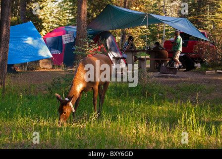 In Canada, il Parco Nazionale di Jasper, Wapati Campeggio, femmina elk, wapati pascolare nel campeggio, tenda campters sabbia nel backgtound Foto Stock