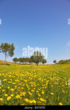 Inizio della primavera nei campi nel sud di Israele. Soffice erba verde che sbocciano margherite e aria pulita Foto Stock