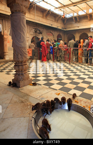 Ratti bere latte all'interno del Karni Mata Temple di Deshnoke, Bikaner, Rajasthan, India Foto Stock