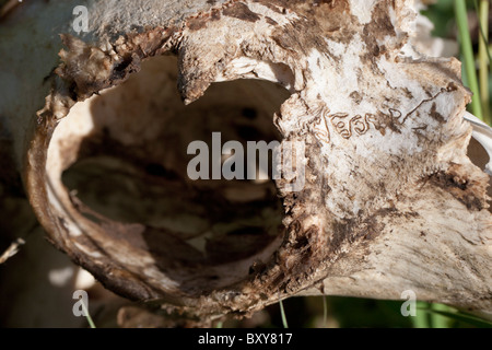 Dettaglio del cranio di un africano o bufali (Syncerus caffer), uno dei punti di sutura che figurano per scrivere la parola "Gesù" Foto Stock