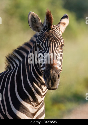 Pianure (Burchell) Zebra puledro (Equus quagga) a Madikwe Game Park, Sud Africa. Foto Stock