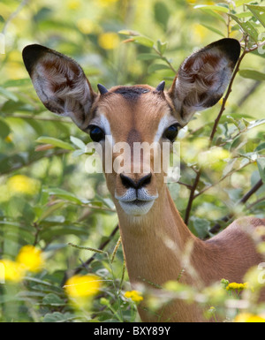Giovane maschio impala (Aepyceros melampus) appena developiong le sue corna Foto Stock