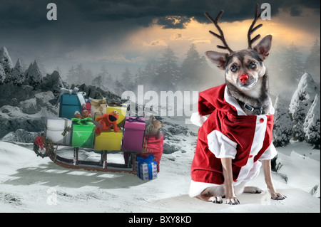 Un giovane cucciolo di cane come rudolph il naso rosso renne indossando un babbo natale muta in una scena di neve con una slitta piena di regali Foto Stock