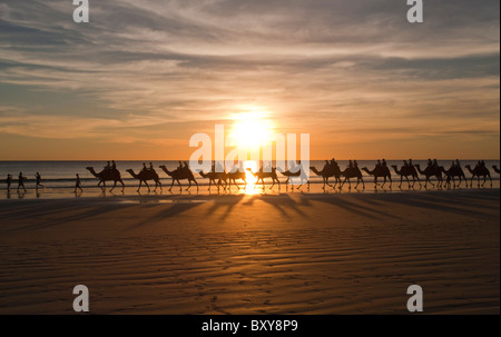 Giri in cammello al tramonto, Cable Beach, Broome, Kimberley, Australia occidentale Foto Stock