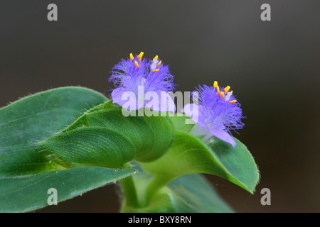 Cyanotis (syn. Tonningia) è un genere di principalmente piante perenni nella famiglia Commelinaceae. Foto Stock