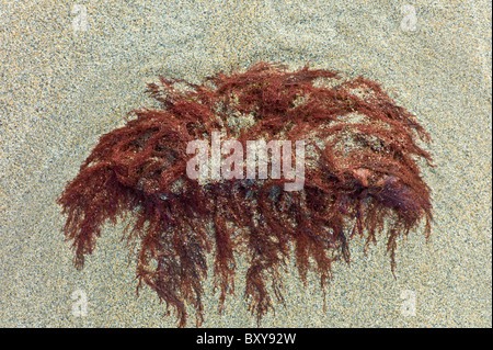 Alga Rossa sulla spiaggia sabbiosa a Spanish Point, County Clare, costa Ovest dell Irlanda Foto Stock