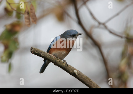 Eastern Bluebird,maschio, Dutch Gap area di conservazione, Chesterfield County, Virginia, Stati Uniti d'America Foto Stock