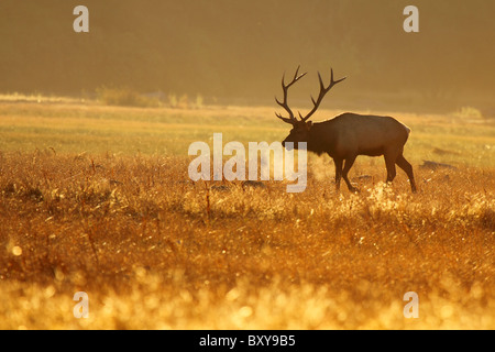 Un Tule Elk respirazione difficile nella mattina in anticipo durante l'autunno rut. Foto Stock