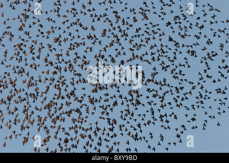 Un gregge di storni europei si preparano a roost in Olandese Gap preservare la fauna selvatica, Virginia, Stati Uniti d'America Foto Stock