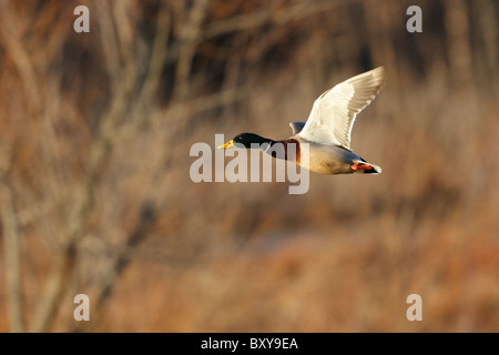 Un Mallard duck (Anas platyrhynchos )in volo. Gap olandese, Chesterfield, Virginia, Stati Uniti d'America Foto Stock