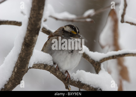 Zonotrichia albicollis, il passero White-Throated nella tempesta di neve. Richmond, Virginia Foto Stock