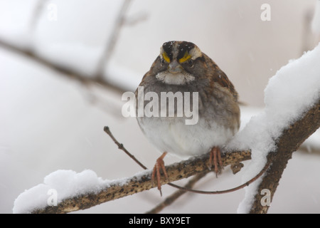 Zonotrichia albicollis, il passero White-Throated nella tempesta di neve. Richmond, Virginia Foto Stock