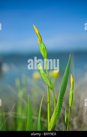 Bandiera gialla iris crescente come Millefiori a Lough Muckanagh nella contea di Clare, Irlanda occidentale Foto Stock