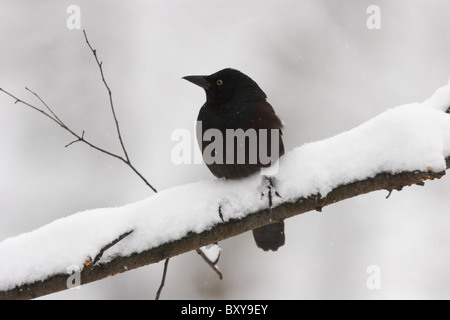 Barca-tailed Grackle nella tempesta di neve (Quiscalus major) Foto Stock