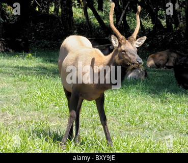 Tule Elk (Cervus canadensis nannodes). Una sottospecie di Elk. Foto Stock