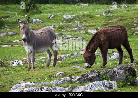 Traditional Irish marrone e grigio asini in The Burren, County Clare, Irlanda occidentale Foto Stock