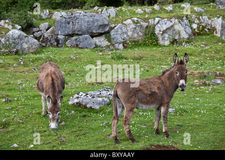 Traditional Irish marrone e grigio asini in The Burren, County Clare, Irlanda occidentale Foto Stock