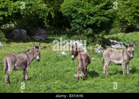 Traditional Irish marrone e grigio asini in The Burren, County Clare, Irlanda occidentale Foto Stock