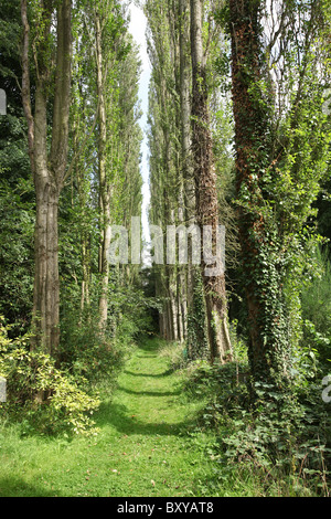 La Quinta Arboretum, Inghilterra. Vista estiva del (pioppo nero) alberato Viale Cavalieri a Quinta Arboretum. Foto Stock