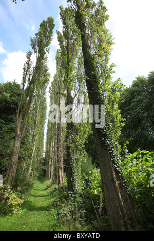 La Quinta Arboretum, Inghilterra. Vista estiva del (pioppo nero) alberato Viale Cavalieri a Quinta Arboretum. Foto Stock