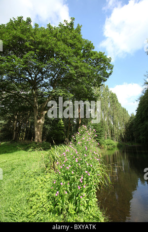 La Quinta Arboretum, Inghilterra. Estate vista del lago e tree (pioppo nero) rivestito Cavalieri Avenue alla Quinta Arboretum. Foto Stock